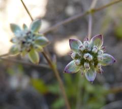 Alepidea