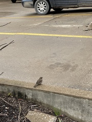 Passer domesticus