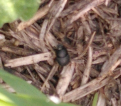 Onthophagus taurus