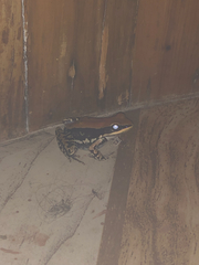 Hydrophylax bahuvistara