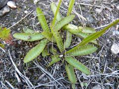 Alepidea