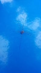 Opilio saxatilis