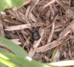 Onthophagus taurus