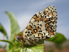 Melitaea trivia