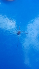 Opilio saxatilis