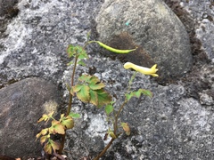 Corydalis balansae
