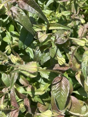 Monarda bradburiana