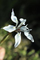 Moraea tripetala