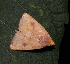 Rivula inconspicua