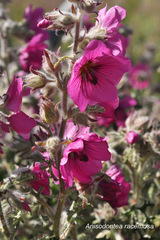 Anisodontea racemosa