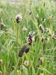 Plantago lanceolata