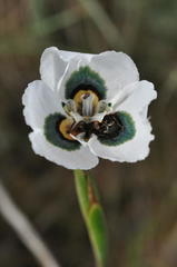 Moraea tulbaghensis