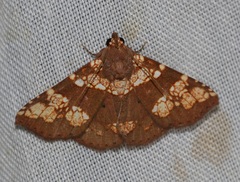 Saroba pustulifera