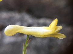 Corydalis balansae