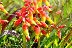 Lachenalia quadricolor