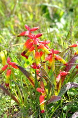 Lachenalia quadricolor