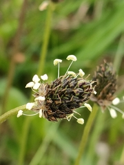 Plantago lanceolata