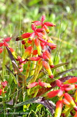 Lachenalia quadricolor