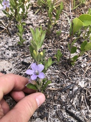 Dyschoriste oblongifolia