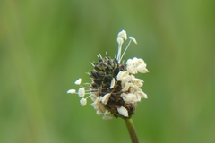 Plantago lanceolata
