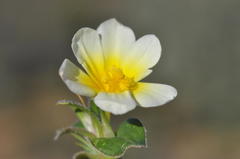 Moraea luteoalba