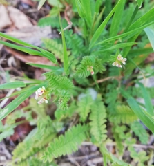 Ornithopus perpusillus