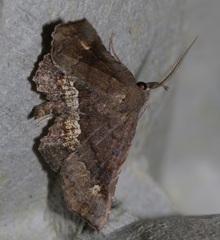 Throana pectinifer