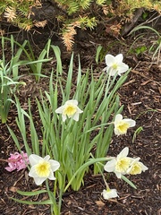 Narcissus
