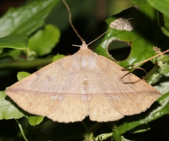 Ugia purpurea