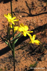 Moraea demissa