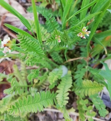 Ornithopus perpusillus