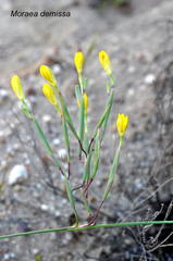 Moraea demissa