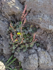 Rumex scutatus