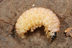 Anania hortulata