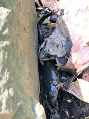 Lithobates clamitans