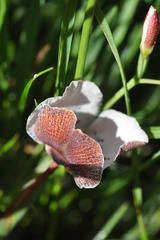 Moraea atropunctata