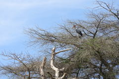 Leptoptilos crumenifer