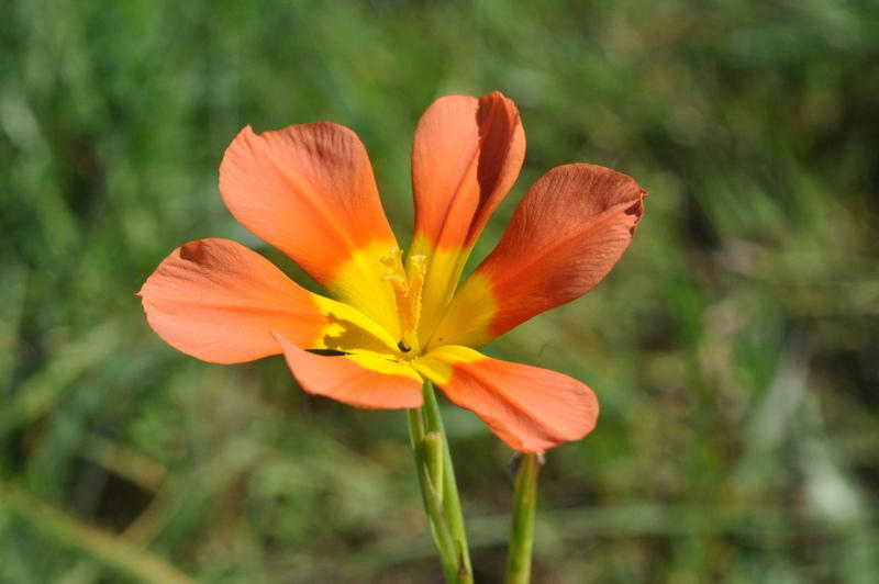 Moraea comptonii