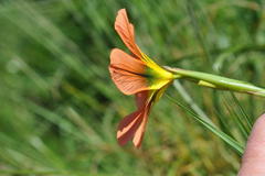 Moraea comptonii