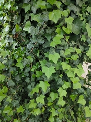 Hedera helix
