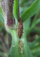 Lixus subtilis