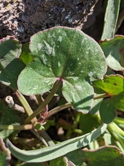 Rumex scutatus