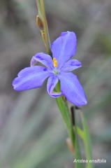 Aristea ensifolia