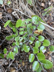 Nothofagus cliffortioides