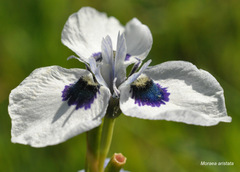 Moraea aristata