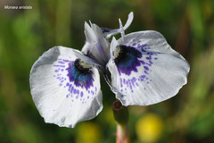 Moraea aristata