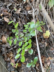 Nothofagus cliffortioides