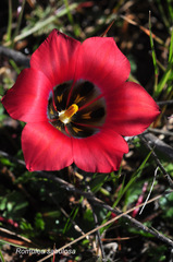 Romulea sabulosa