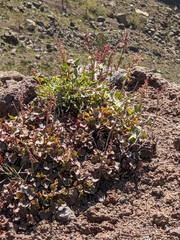 Rumex scutatus