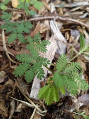 Desmanthus leptolobus